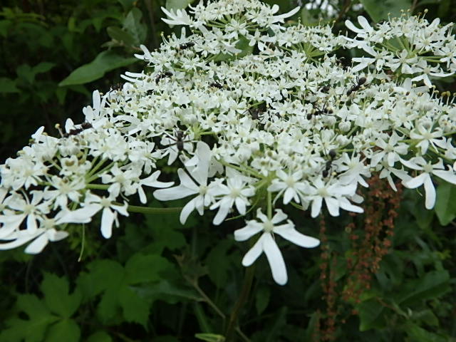 f0334143_629455.jpg