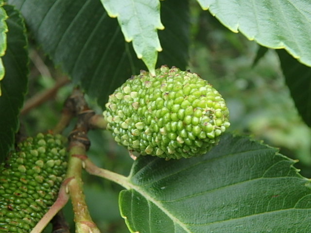 f0334143_6312268.jpg