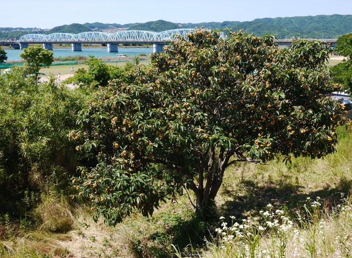 　　川のある風景　紀ノ川_b0093754_1732712.jpg