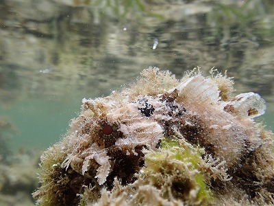 c0180460_4371634.jpg