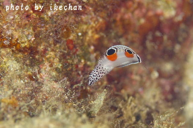 ロクデナシぶる～す　～カンムリベラ幼魚～_a0155467_07582611.jpg