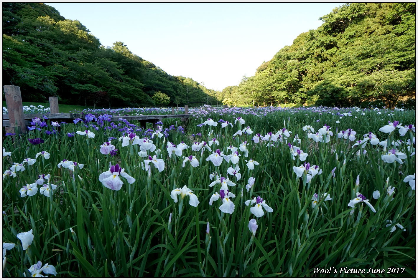 ちょっと大きな菖蒲園の風景_c0198669_22502049.jpg