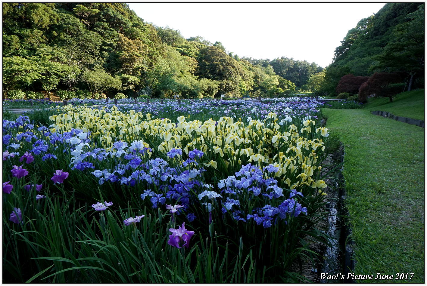 ちょっと大きな菖蒲園の風景_c0198669_22540561.jpg