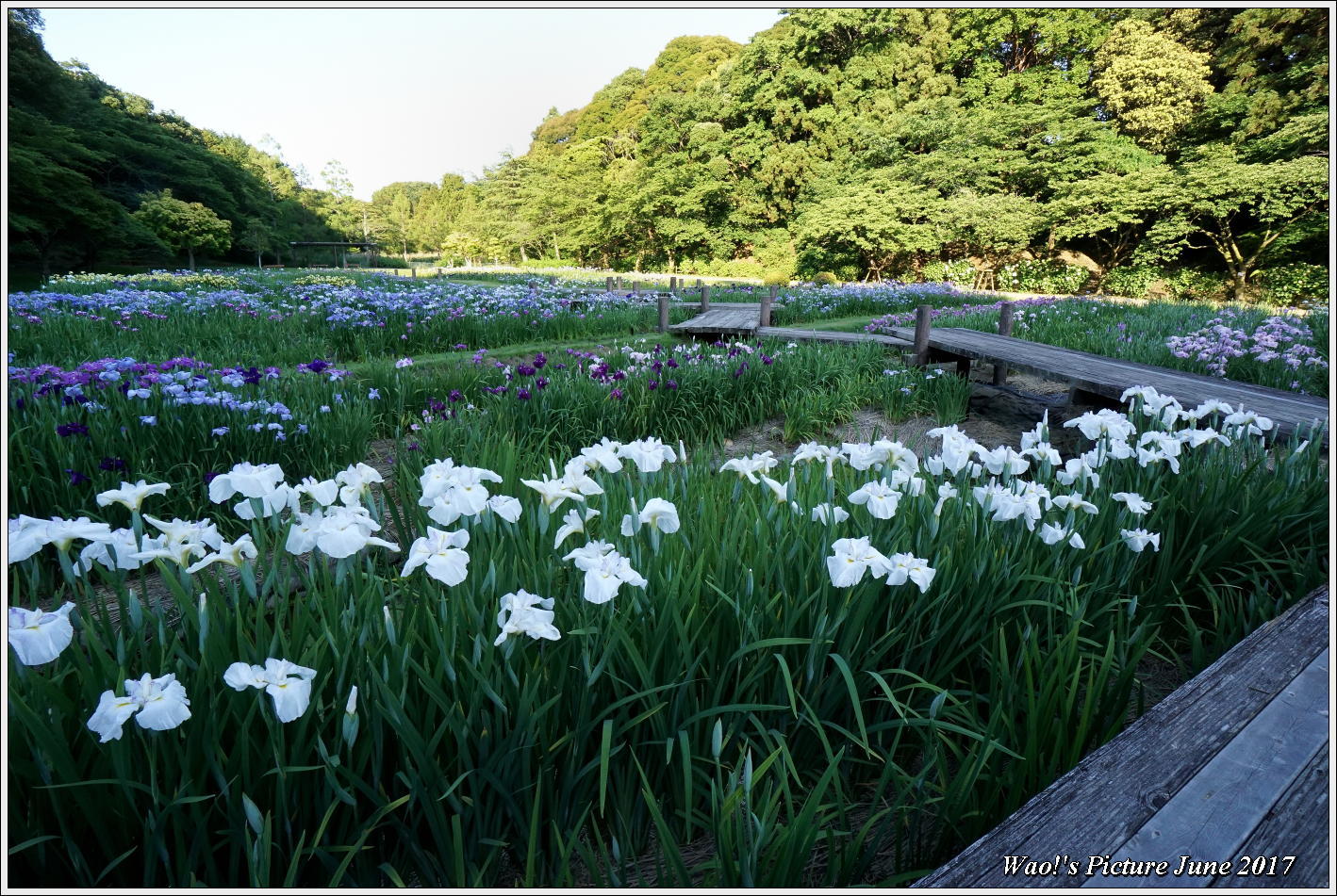 ちょっと大きな菖蒲園の風景_c0198669_22545939.jpg