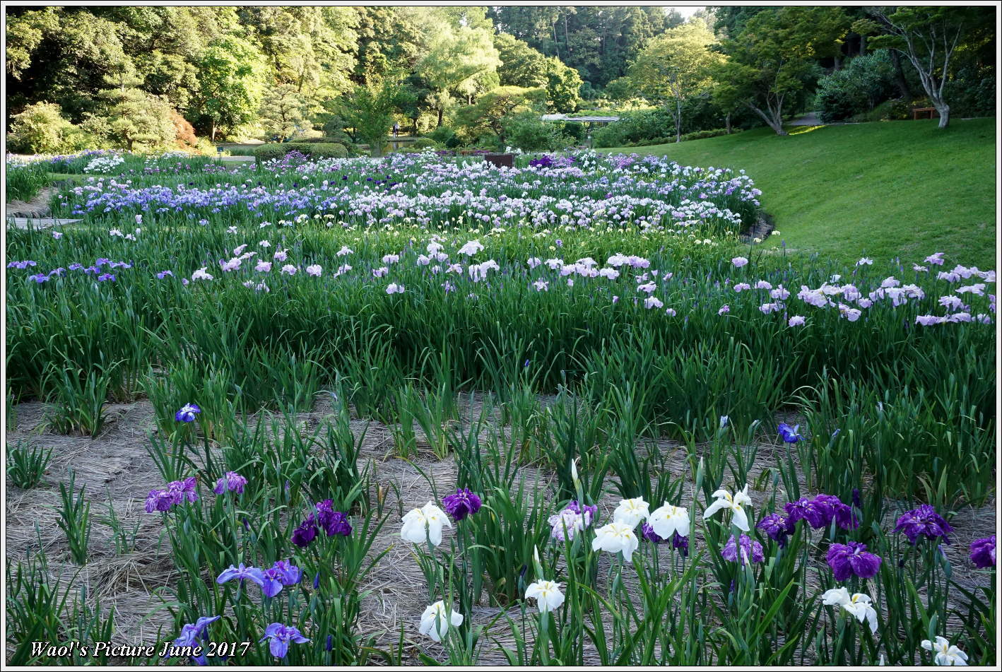 ちょっと大きな菖蒲園の風景_c0198669_22552323.jpg