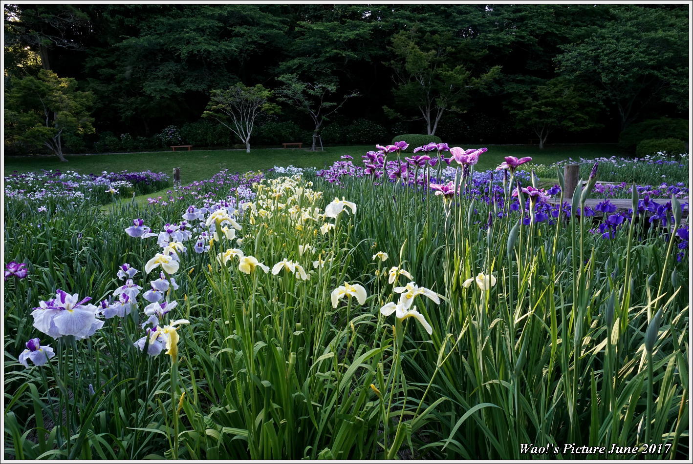 ちょっと大きな菖蒲園の風景_c0198669_22554874.jpg