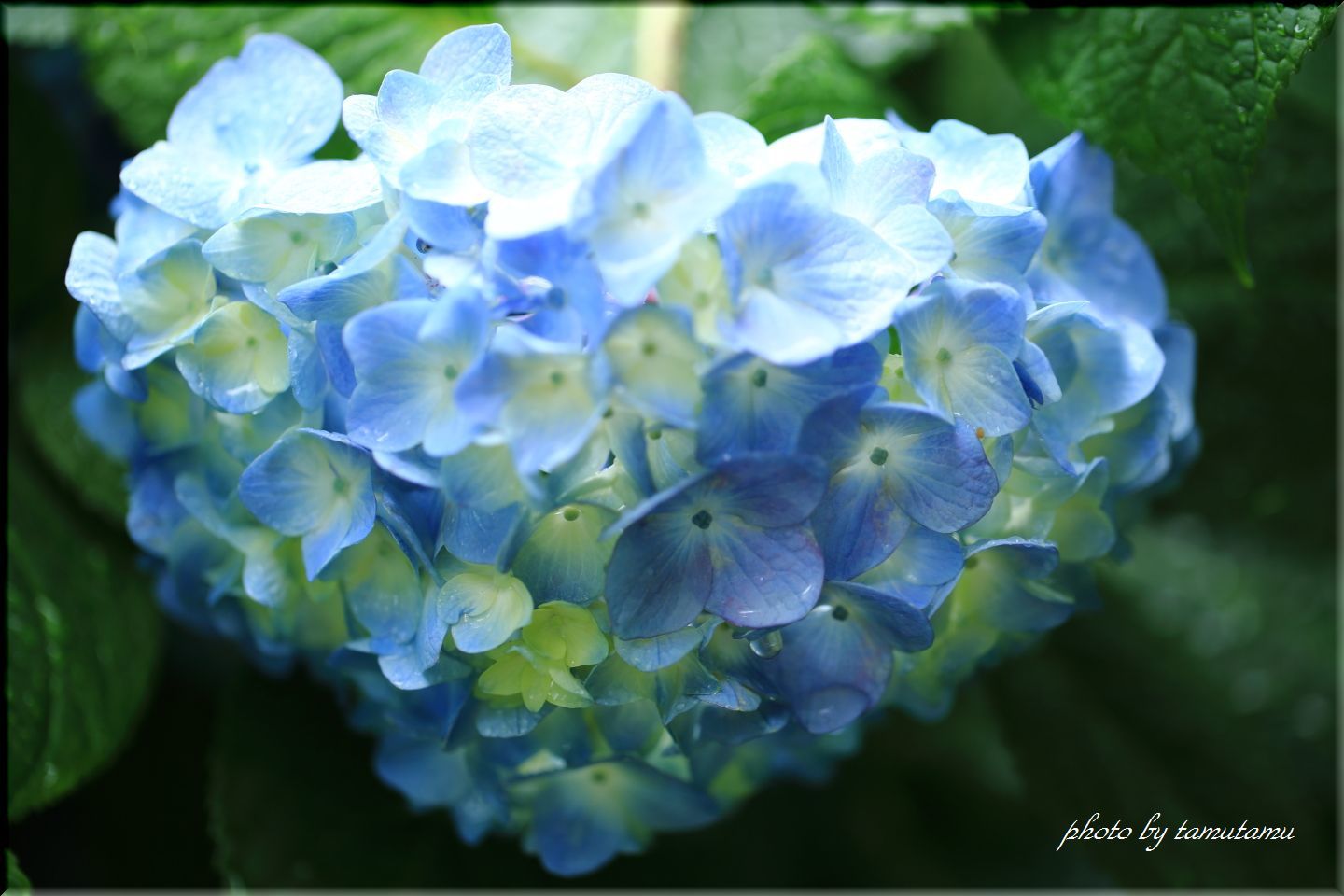 紫陽花の雨　Ⅱ_e0351179_19404069.jpg