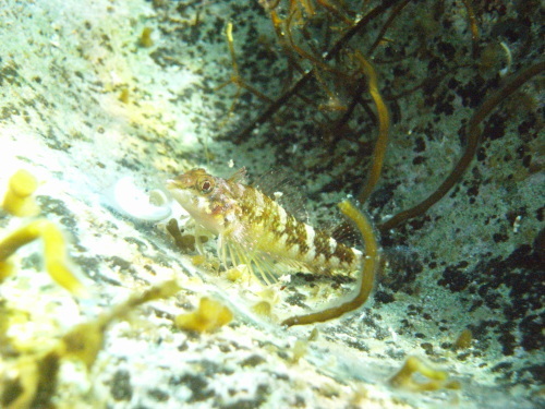 d0070216_18022250.jpg