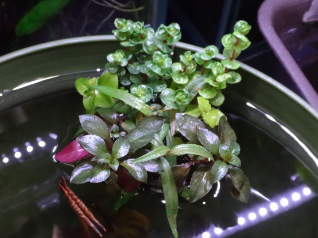 170614 水草 淡水魚_f0189122_12211451.jpg
