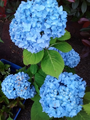 超ベタ凪ぎ_a0093423_08302976.jpg
