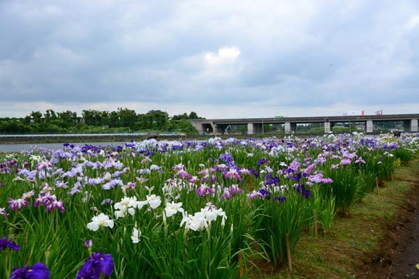 乙戸水生植物園・・・・土浦市_f0147025_16015612.jpg