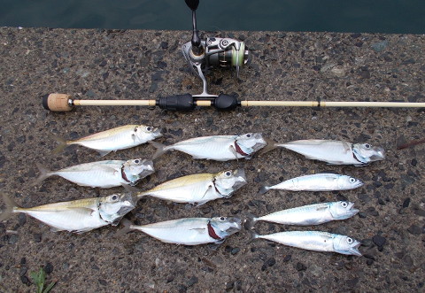 若狭湾のアジ、釣れ始めました。_b0174137_19355857.jpg