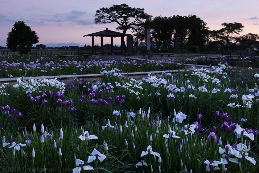 菖蒲城址あやめ園 花菖蒲 1 日の出_e0362037_20420311.jpg