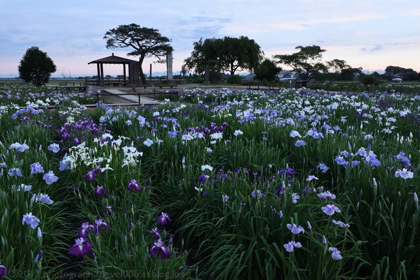 菖蒲城址あやめ園 花菖蒲 1 日の出_e0362037_20420659.jpg