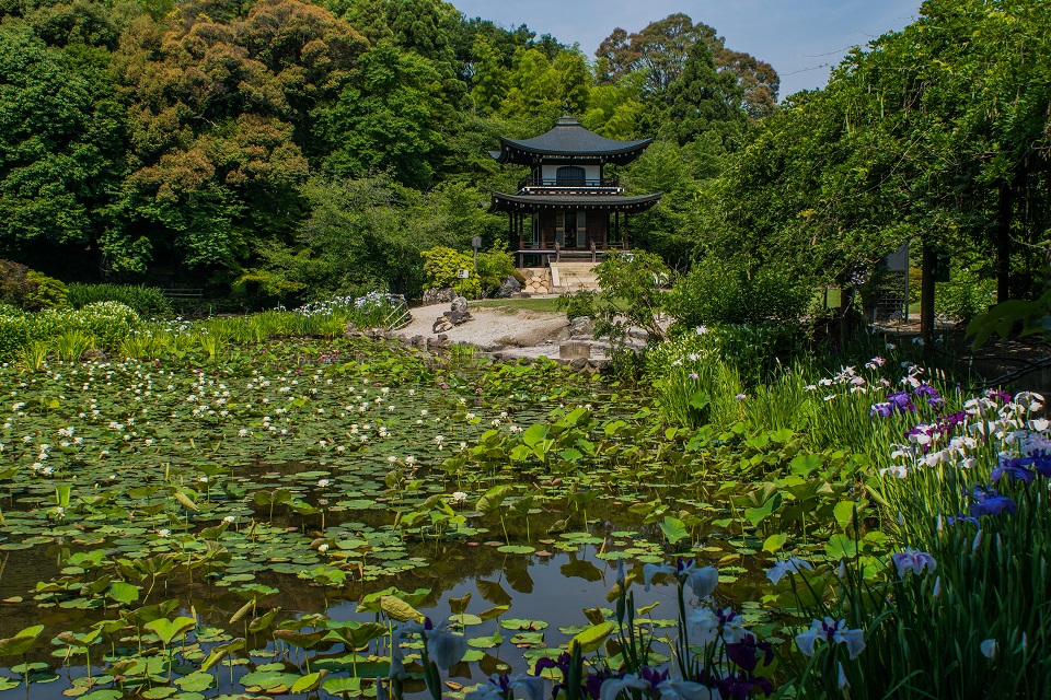 勧修寺～睡蓮・花菖蒲・紫陽花_e0363038_11365134.jpg