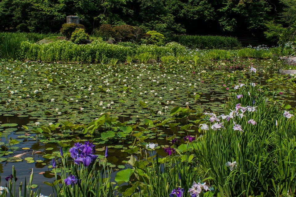 勧修寺～睡蓮・花菖蒲・紫陽花_e0363038_11371062.jpg