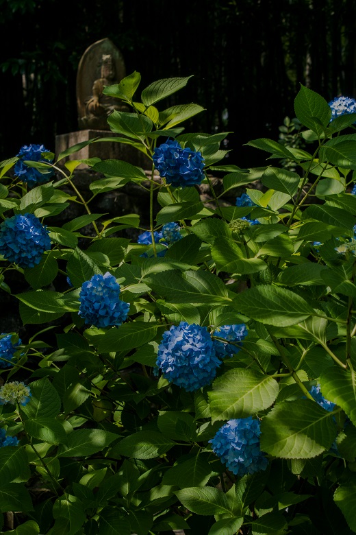 勧修寺～睡蓮・花菖蒲・紫陽花_e0363038_11372757.jpg