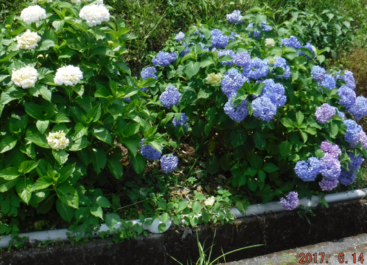 a0051539_22223672.png