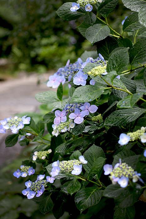 Happy*グループレッスン・紫陽花編_b0049843_7485428.jpg