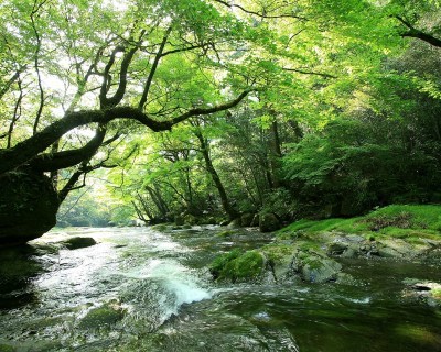 菊池水源棚田米 水にこだわる匠の田植えの様子(2019) 前編_a0254656_18304893.jpg
