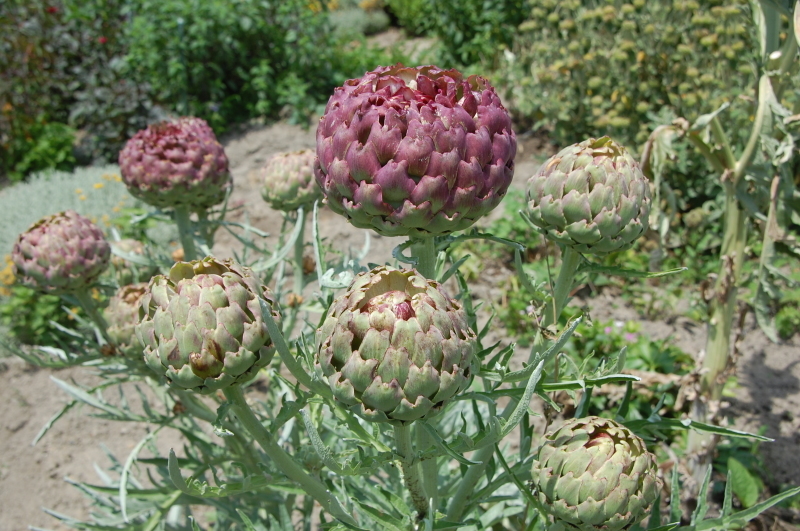 我が家の花壇の花の保護_c0108460_21143278.jpg