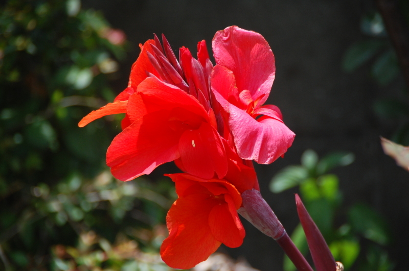 我が家の花壇の花の保護_c0108460_21231579.jpg