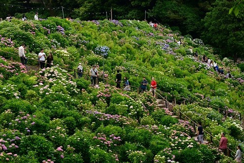 趣味の写真・・・形原温泉・紫陽花まつり_b0105374_16043562.jpg