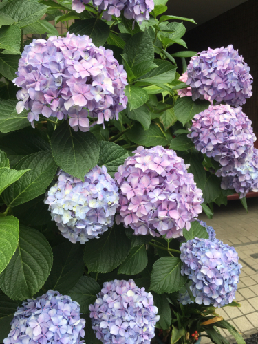 紫陽花とドウダンツツジ 桃太郎 世界のどこでも我が道を行く 紫陽花とドウダンツツジ 桃太郎 世界のどこでも我が道を行く