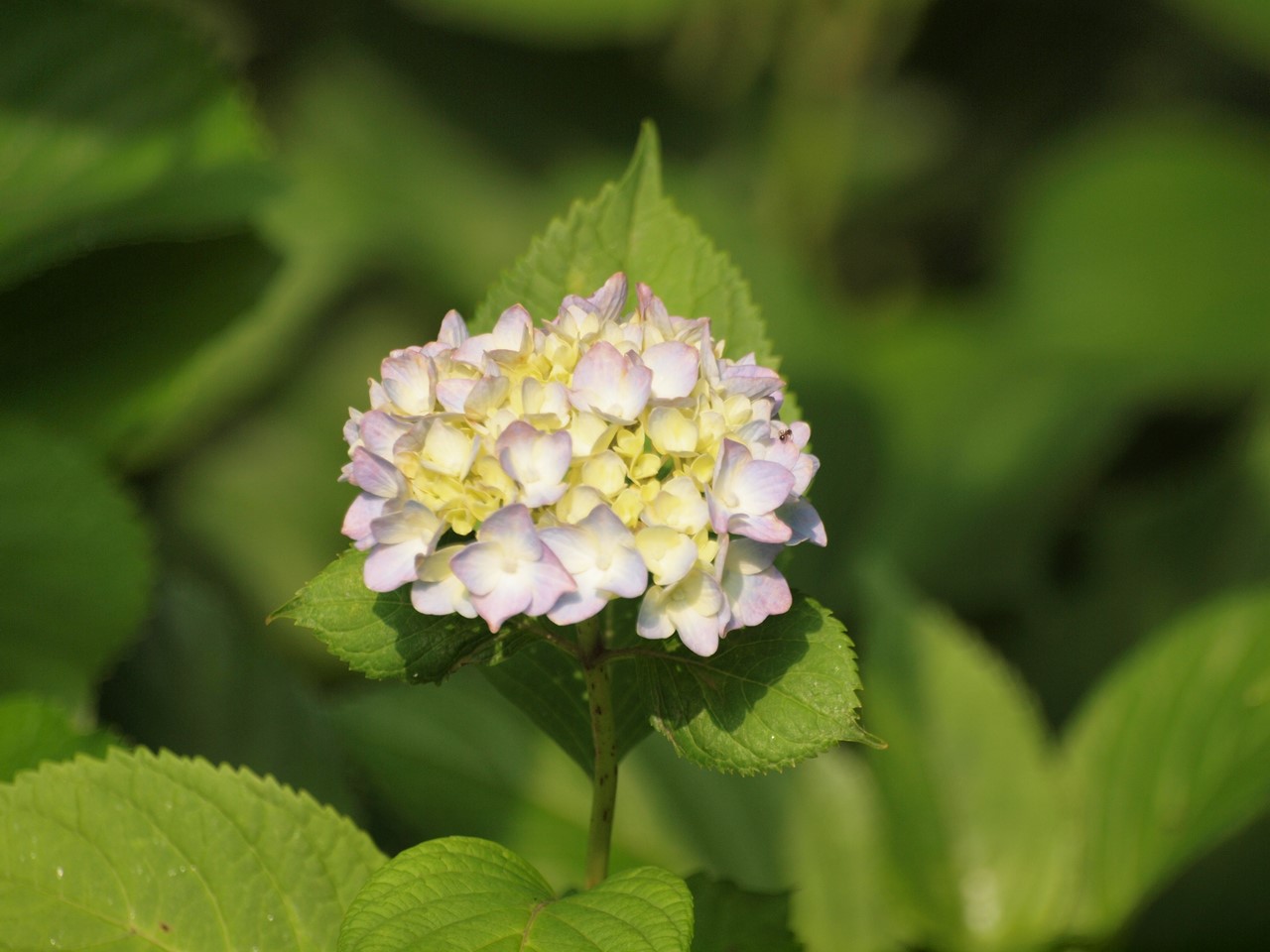 『紫陽花と富有柿が見られるところ･････』_d0054276_20241987.jpg