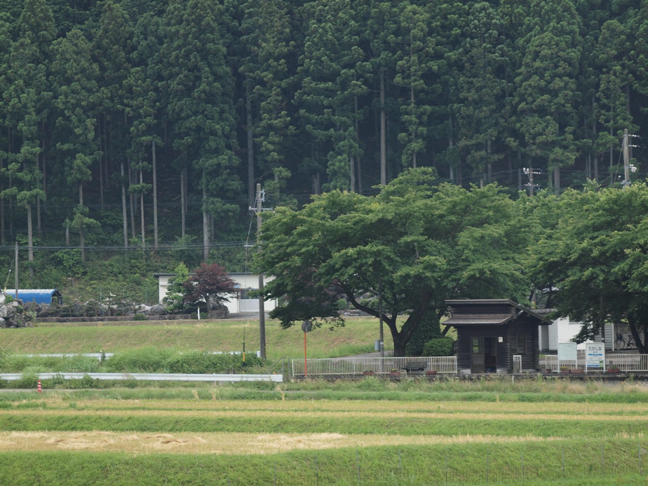 『紫陽花と富有柿が見られるところ･････』_d0054276_20252013.jpg