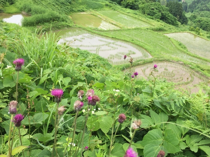 大月の棚田~今年の稲文字は~_d0182179_21410300.jpg