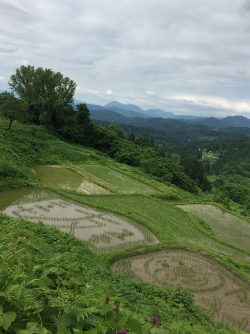 大月の棚田~今年の稲文字は~_d0182179_21425442.jpg