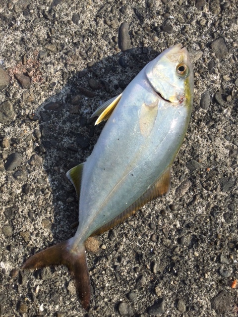 06 10 初夏の魚 Sierraのアウトドアライフ