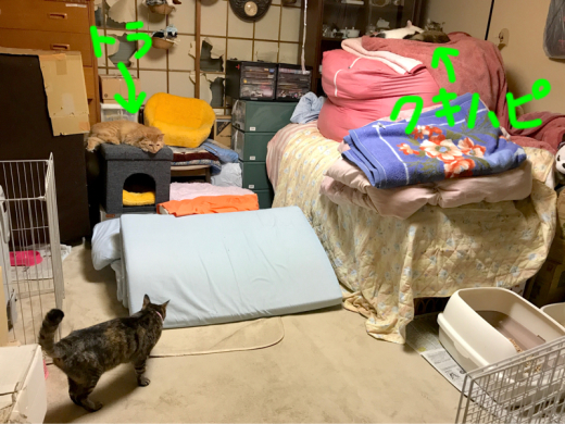 チャッピーちゃんが子猫部屋で食べ物を物色中 Lucky Dip666