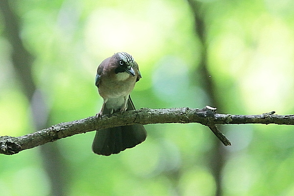 d0334291_13360108.jpg