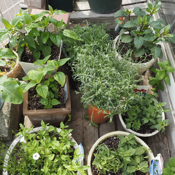 寄せ植え、満開_a0292194_2145799.jpg