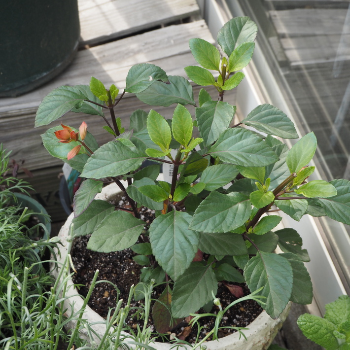 寄せ植え、満開_a0292194_21481528.jpg