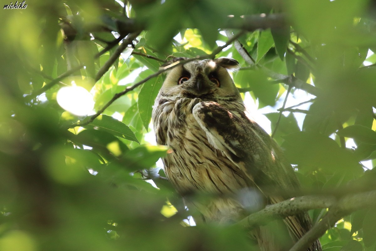 トラフズクの親子_d0352095_13143757.jpg