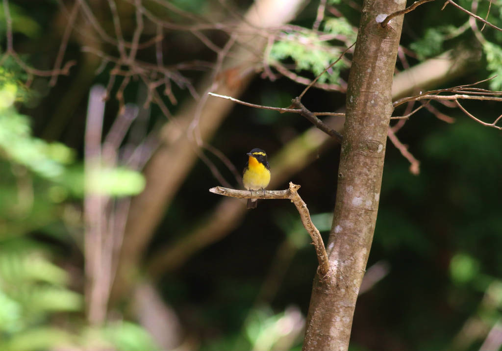 鳥影少なく_b0223198_20185501.jpg