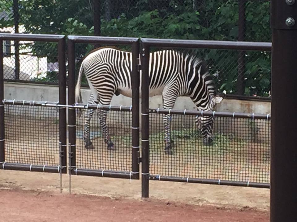 野毛山動物園_d0227298_23134645.jpg