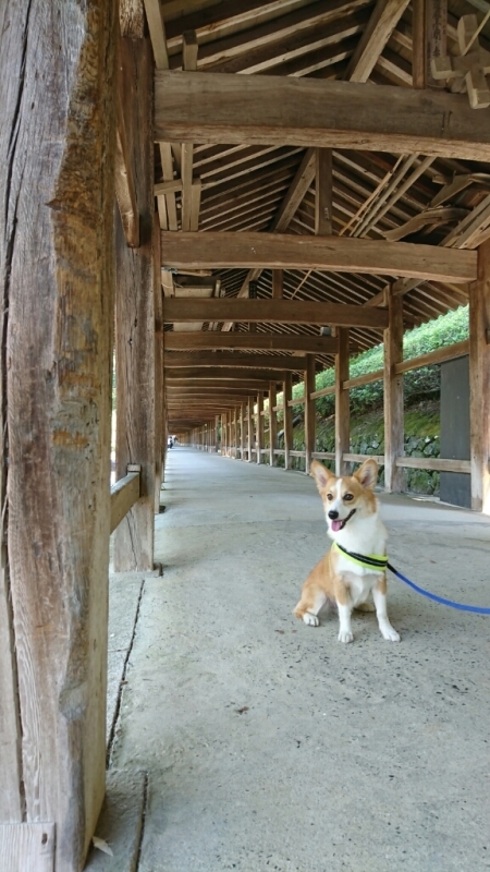 吉備津神社 ～紫陽花～_f0371101_19275656.jpg