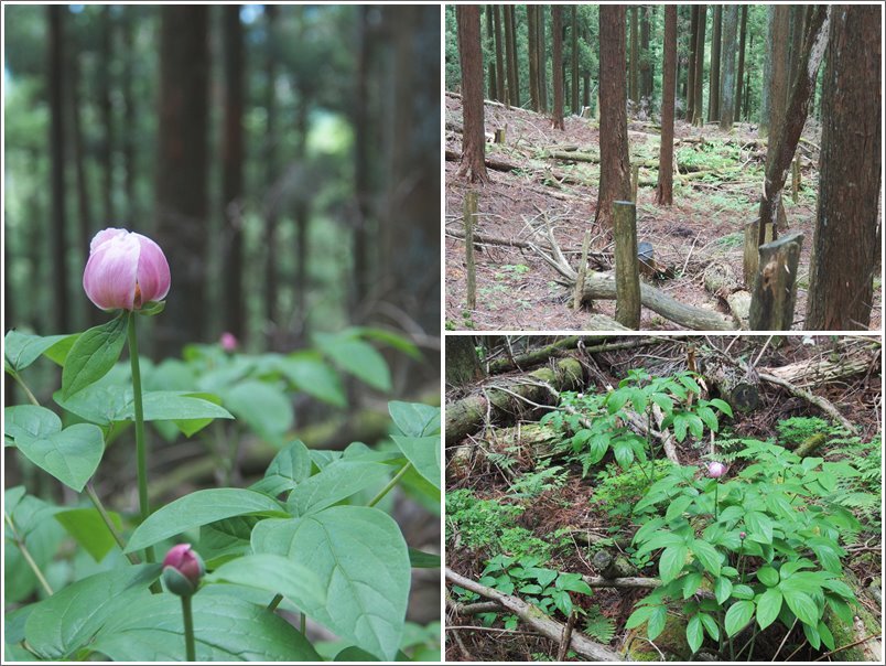 2017/06/13　今シーズンは此れが最後、、、紅雪洞探検_f0052108_18365137.jpg