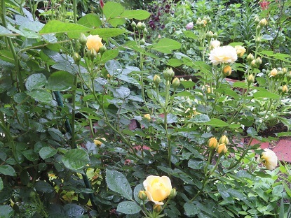 f0325309_10393204.jpg