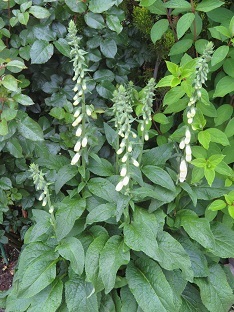 f0325309_10405312.jpg