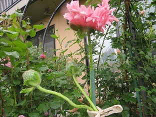 雨の中ポピーが咲きだし　バラも咲きだす_f0325309_10413605.jpg