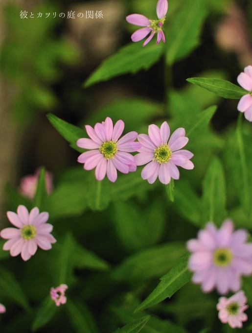 薔薇の開花を待つ花たち_c0365716_18594365.jpg