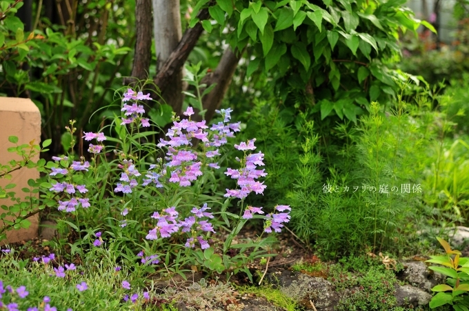 薔薇の開花を待つ花たち_c0365716_19015647.jpg