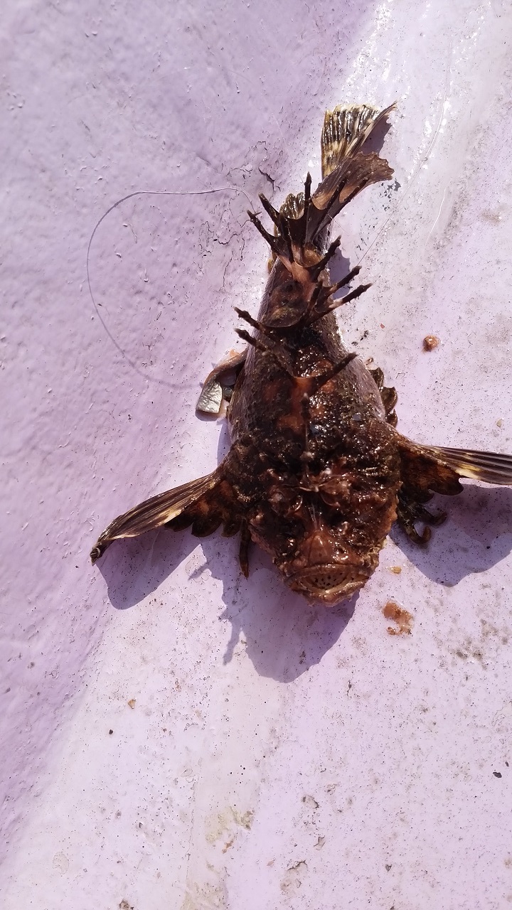 カサゴ釣り とりあえず39匹 久里浜沖 釣りおやじ カサゴ釣り とりあえず39匹 久里浜沖 釣りおやじ