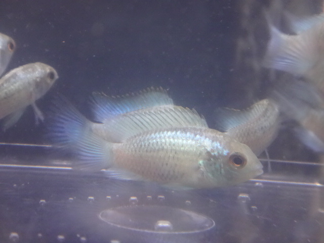熱帯魚 金魚 水草 観葉植物 ペットメイト西宮店の生体ブログ