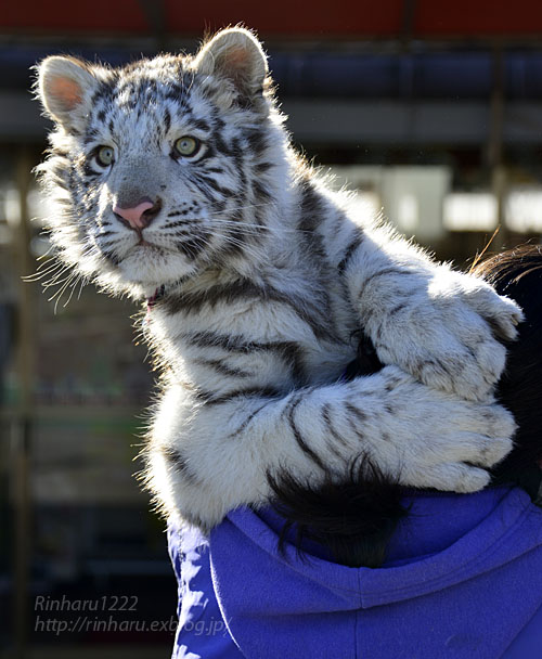 開催決定 岩手サファリパーク ホワイトタイガーのマハロお誕生日会 White Tiger 青空に浮かぶ月を眺めながら 開催決定 岩手サファリパーク ホワイトタイガーのマハロお誕生日会 White Tiger 青空に浮かぶ月を眺めながら